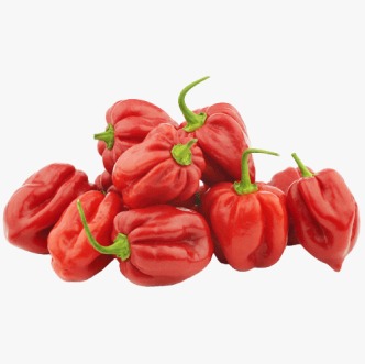 Habanero Caribbean Red Chili